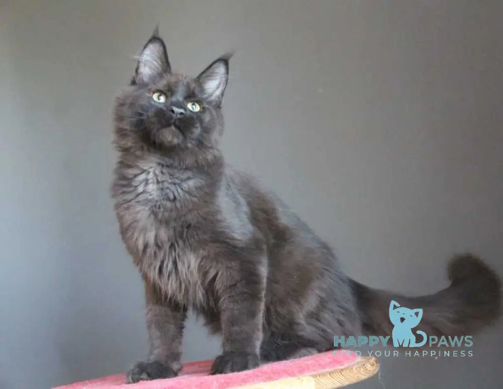 Voevoda Maine Coon male black silver live animals