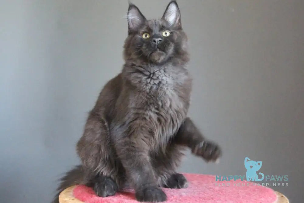Voevoda Maine Coon male black silver live animals