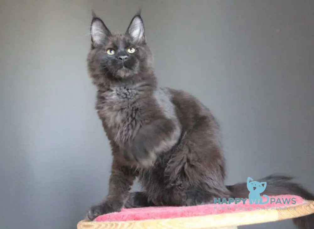 Voevoda Maine Coon male black silver live animals