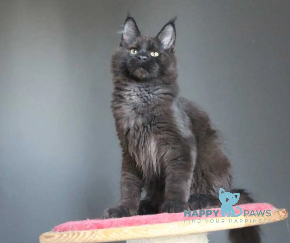Voevoda Maine Coon male black silver live animals