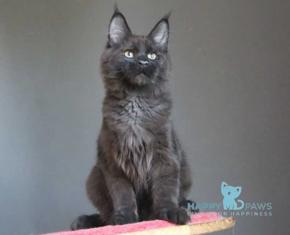Voevoda Maine Coon male black silver live animals