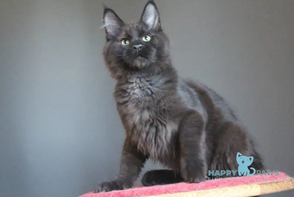 Voevoda Maine Coon male black silver live animals
