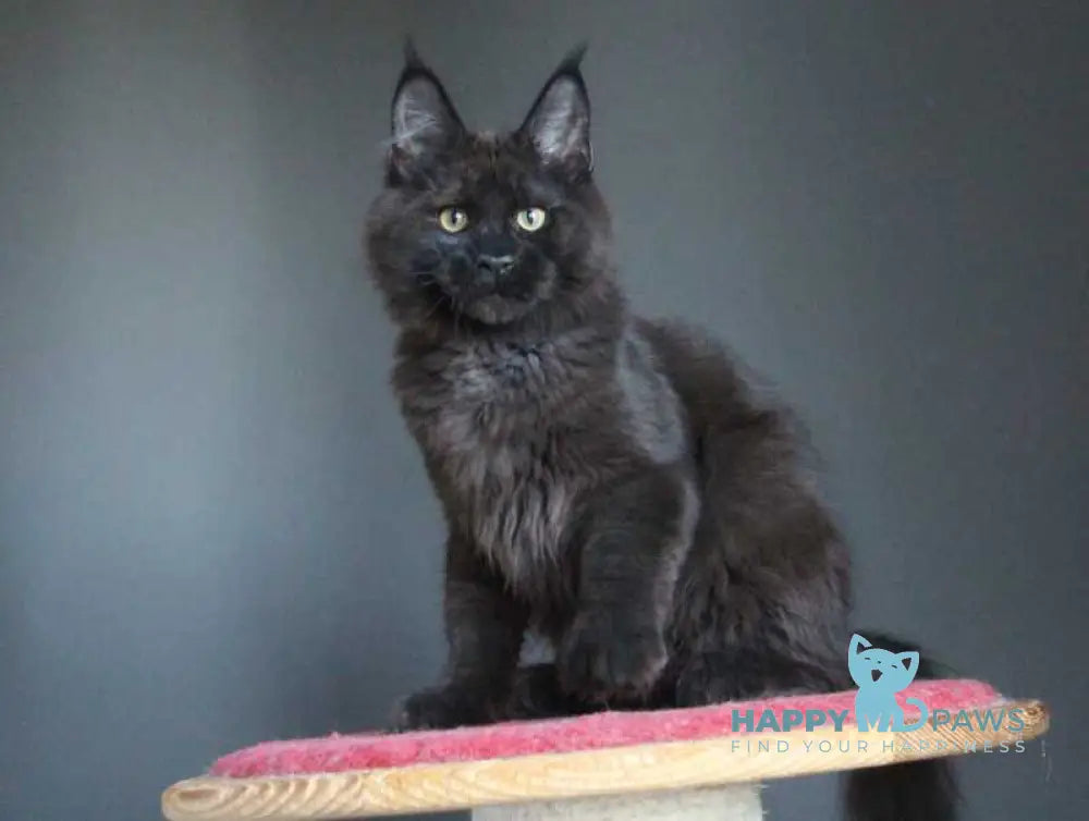 Voevoda Maine Coon male black silver live animals