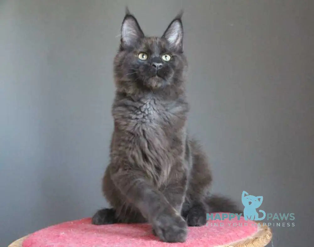 Voevoda Maine Coon male black silver live animals