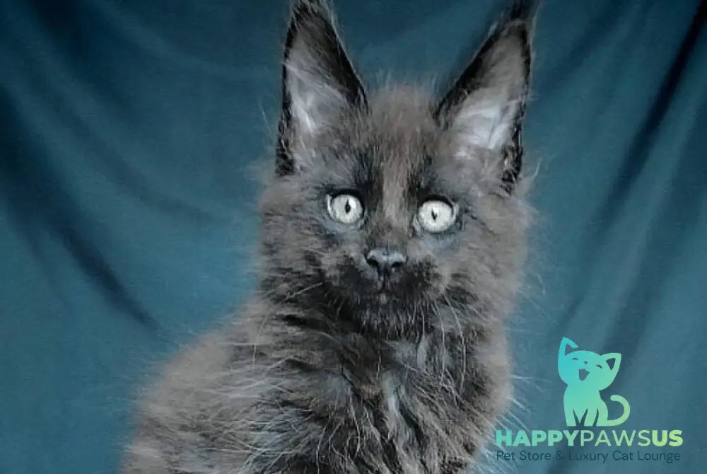Vol Maine Coon male black - live animals