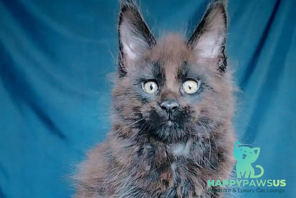 Vol Maine Coon male black - live animals