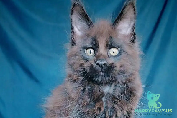 Vol Maine Coon male black - live animals