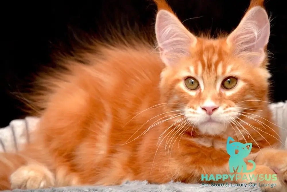Volcano Rocks Maine Coon male red tabby - live animals