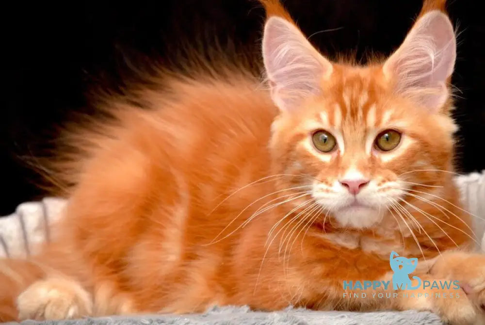 Volcano Rocks Maine Coon male red tabby - live animals