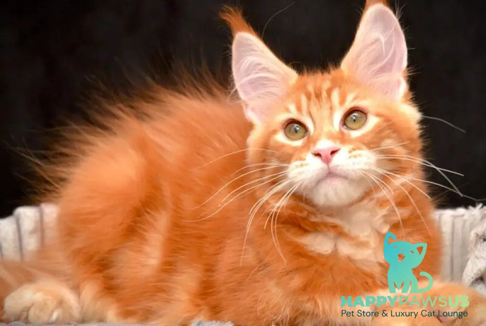 Volcano Rocks Maine Coon male red tabby - live animals