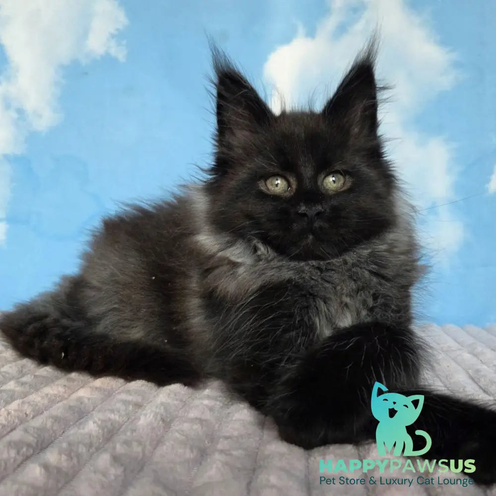 Volk Maine Coon male black - live animals