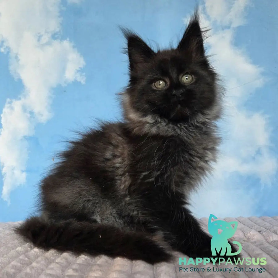 Volk Maine Coon male black - live animals