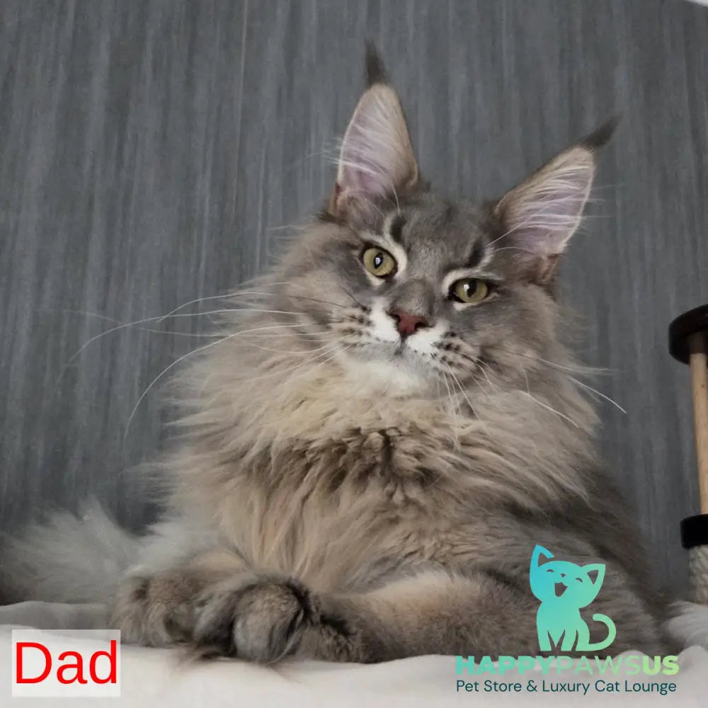 Volk Maine Coon male black - live animals