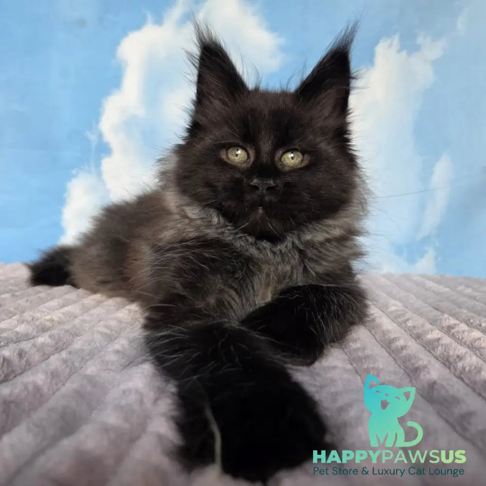 Volk Maine Coon male black - live animals