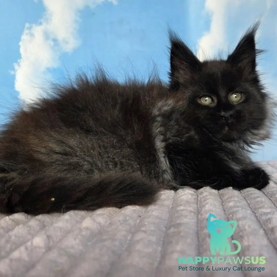 Volk Maine Coon male black - live animals