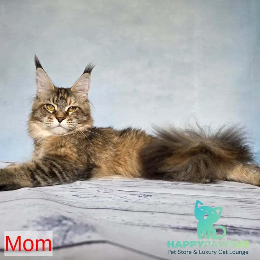Volk Maine Coon male black - live animals