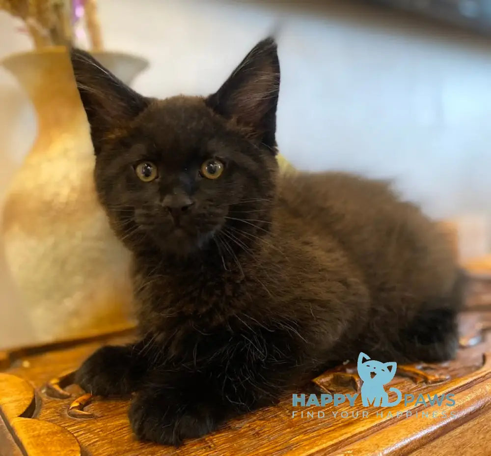 Volod Maine Coon male black live animals