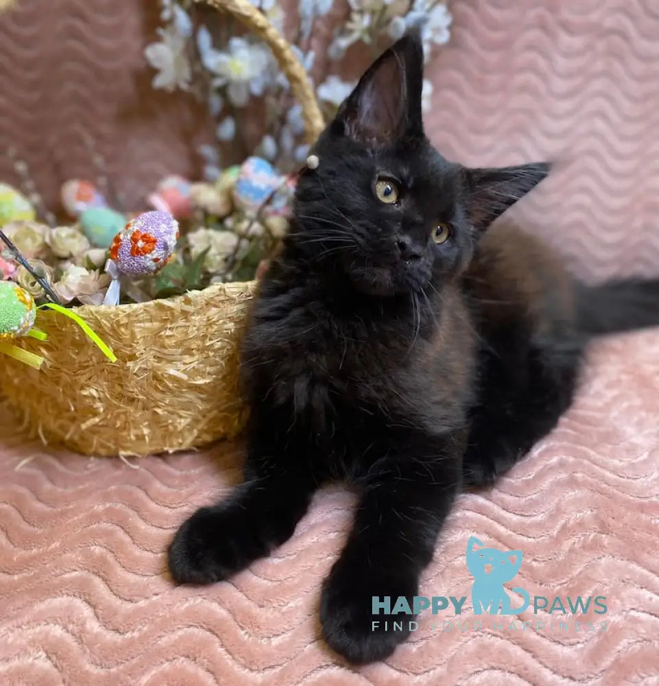Volod Maine Coon male black live animals