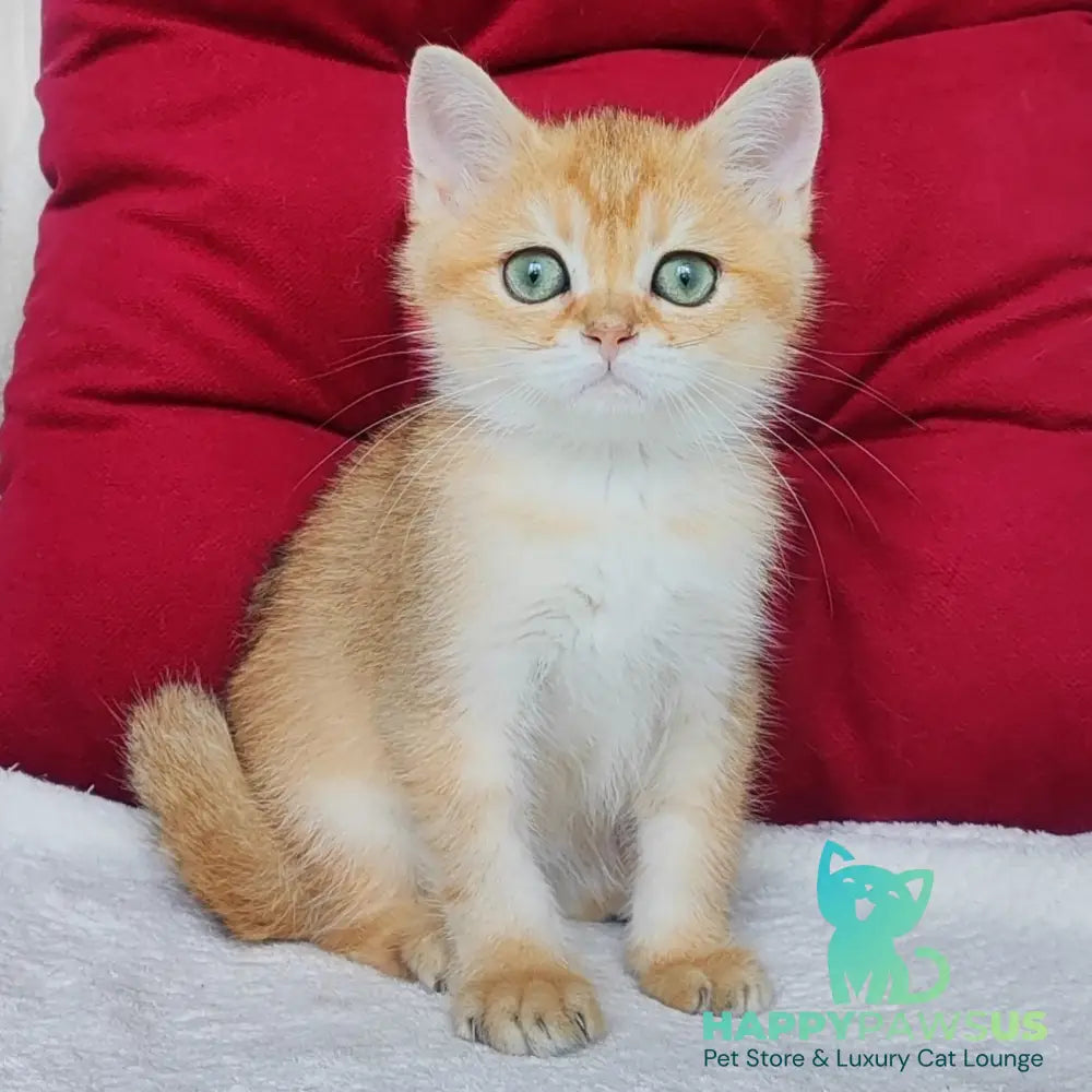 Volt Scottish Straight male black golden shaded - live animals