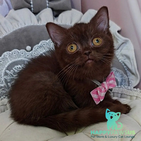Volter British Shorthair male chocolate - live animals