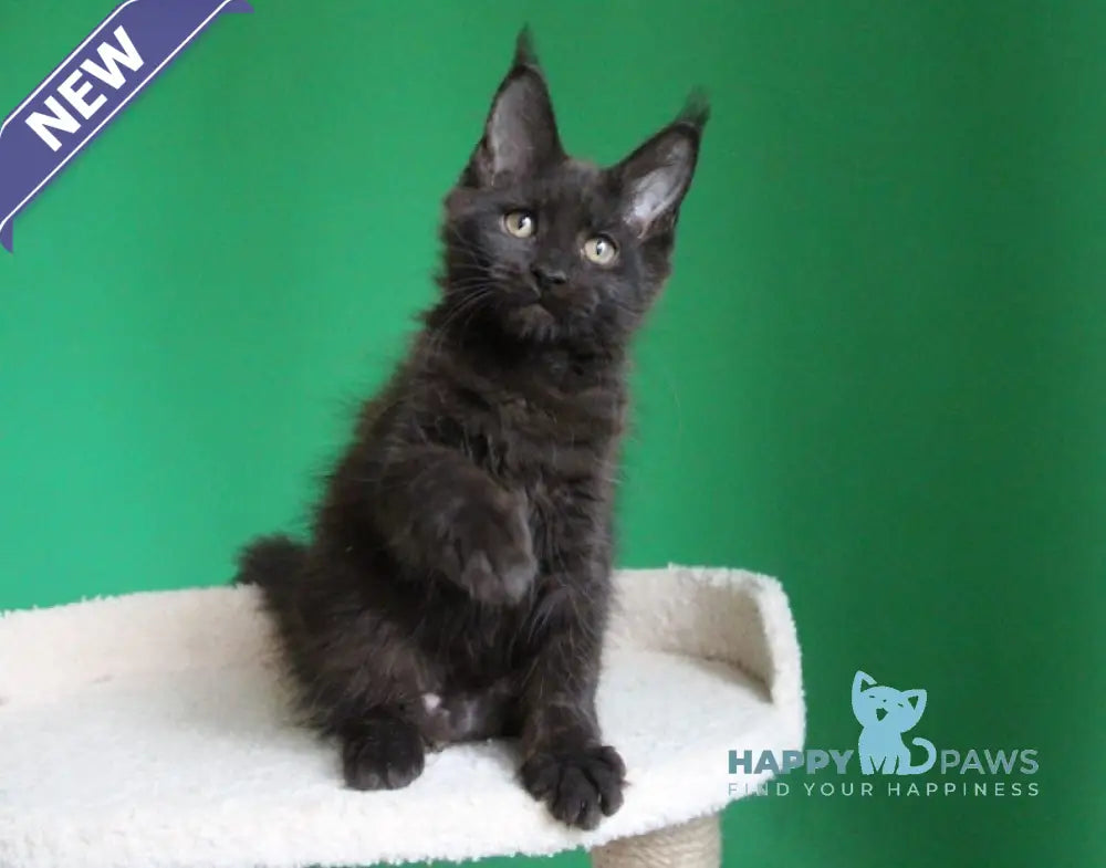 Vorozheya Maine Coon female black live animals
