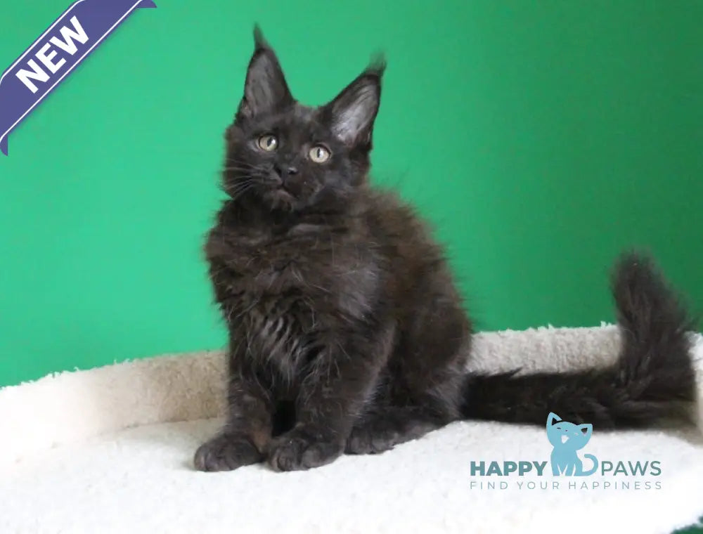Vorozheya Maine Coon female black live animals