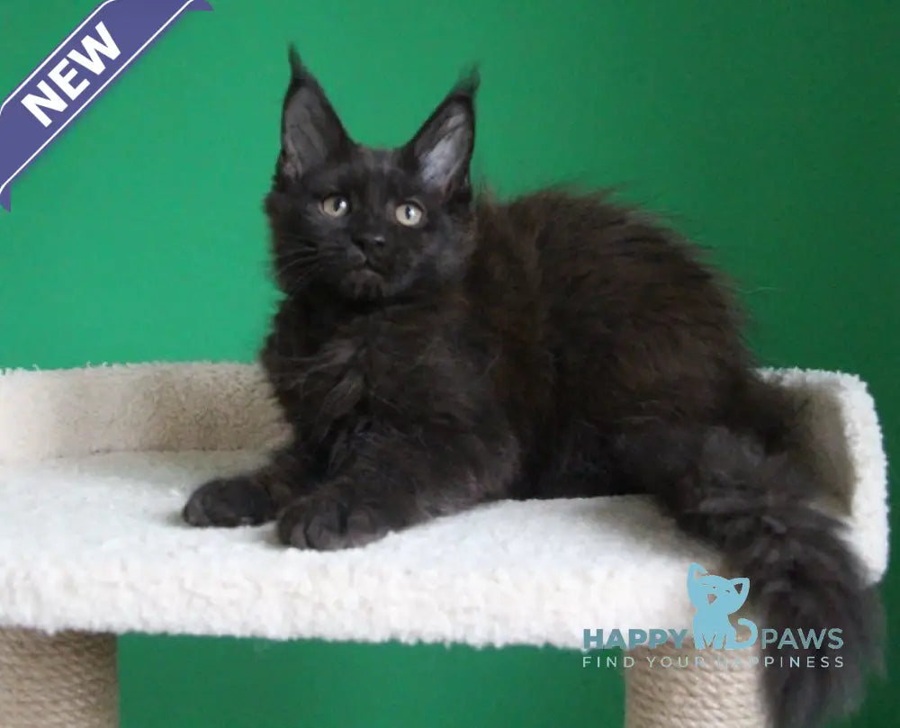 Vorozheya Maine Coon female black live animals