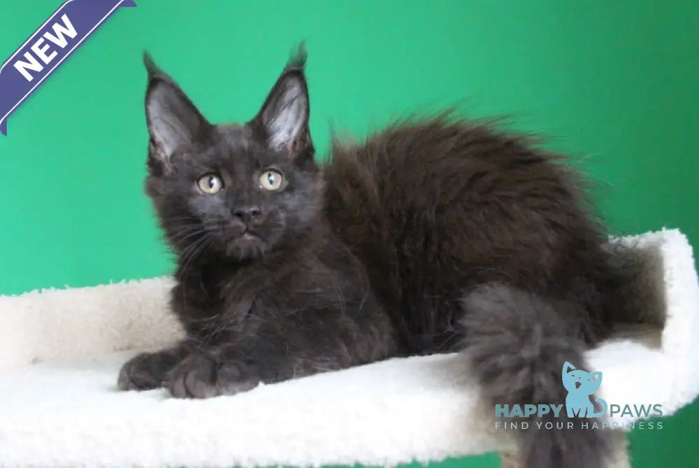 Vorozheya Maine Coon female black live animals
