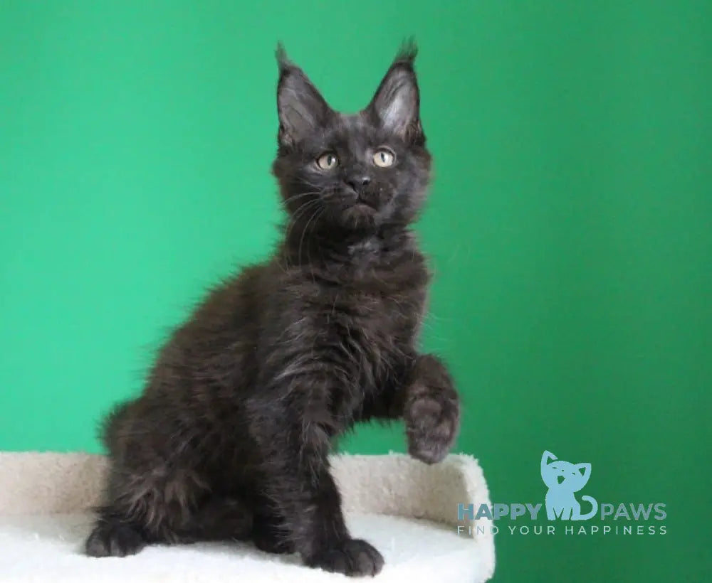 Vorozheya Maine Coon female black live animals