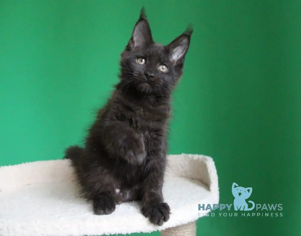 Vorozheya Maine Coon female black live animals