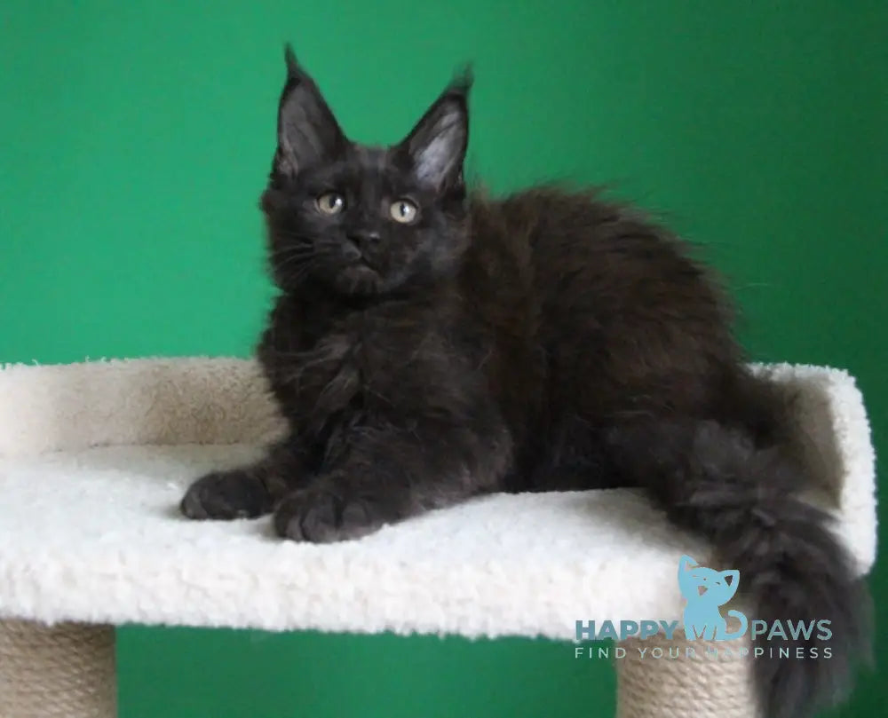 Vorozheya Maine Coon female black live animals
