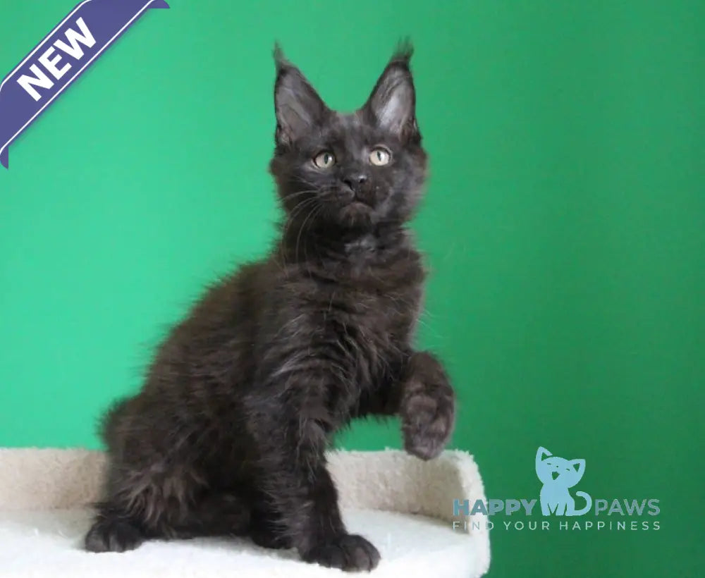 Vorozheya Maine Coon female black live animals