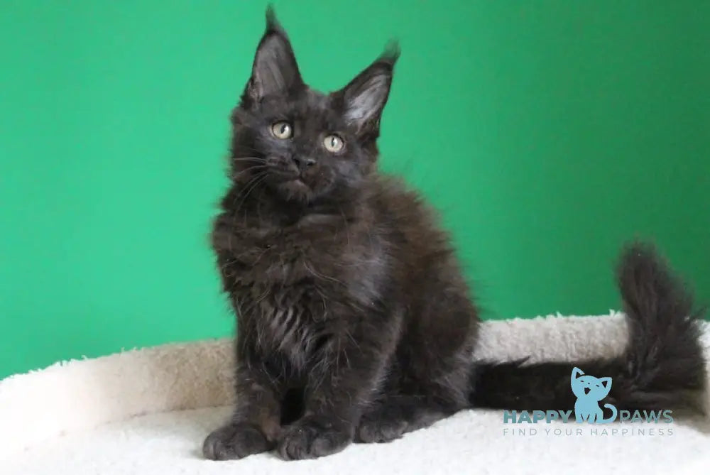 Vorozheya Maine Coon female black live animals