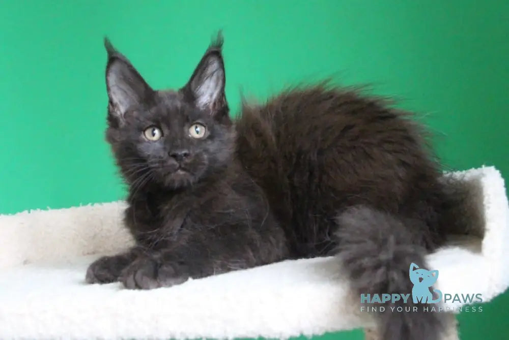 Vorozheya Maine Coon female black live animals