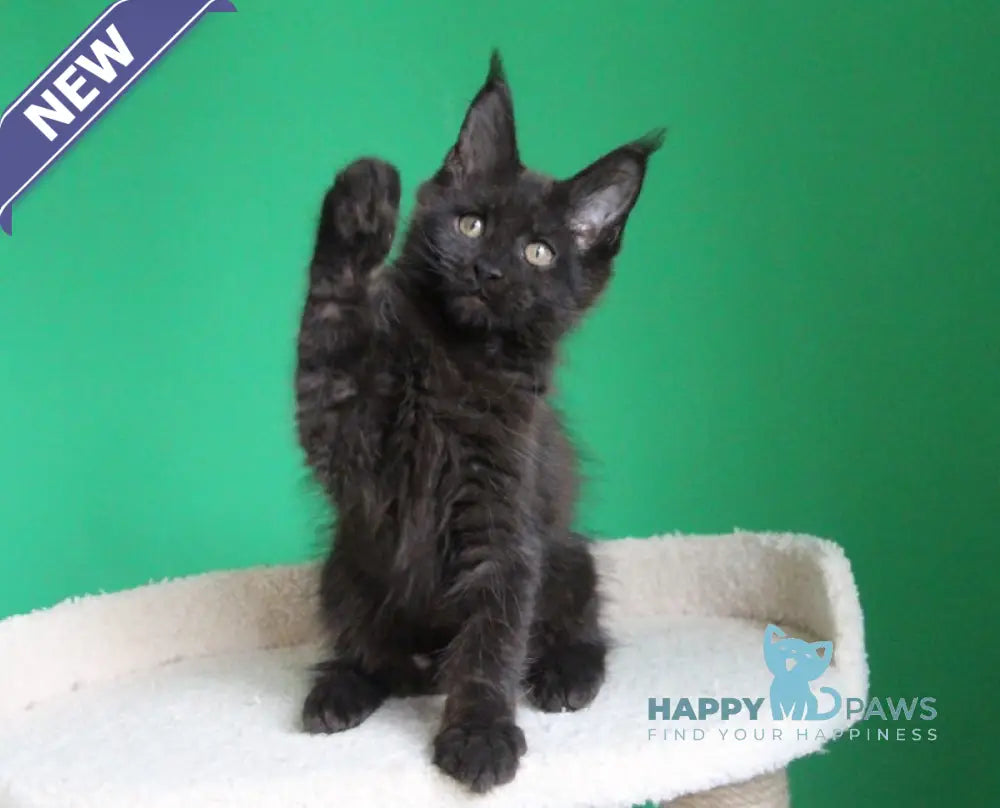 Vorozheya Maine Coon female black live animals