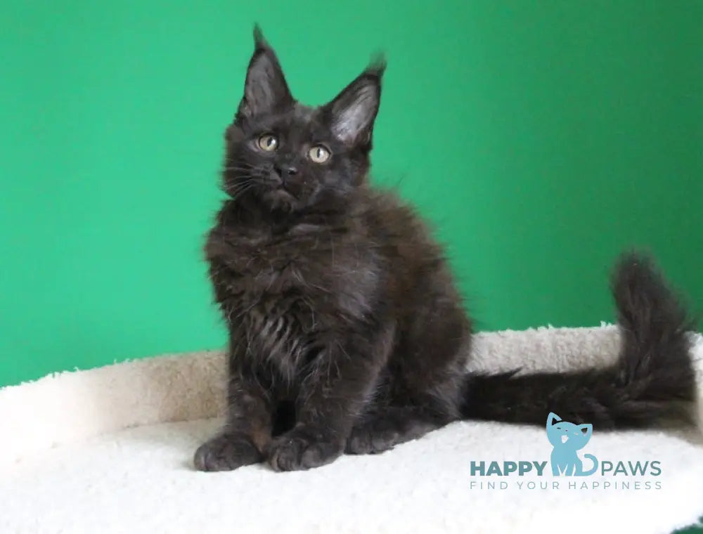 Vorozheya Maine Coon female black live animals