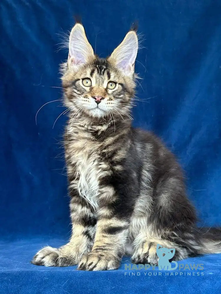 Vortex Maine Coon polydactyl male black silver tabby live animals