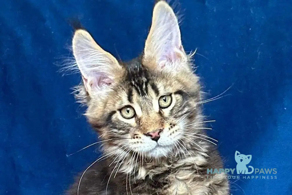 Vortex Maine Coon polydactyl male black silver tabby live animals