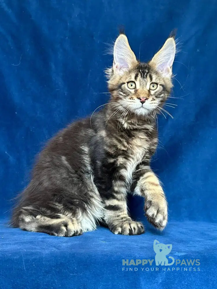 Vortex Maine Coon polydactyl male black silver tabby live animals