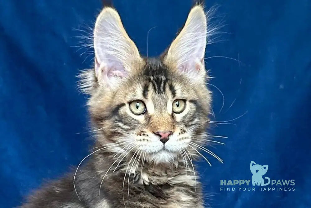 Vortex Maine Coon polydactyl male black silver tabby live animals