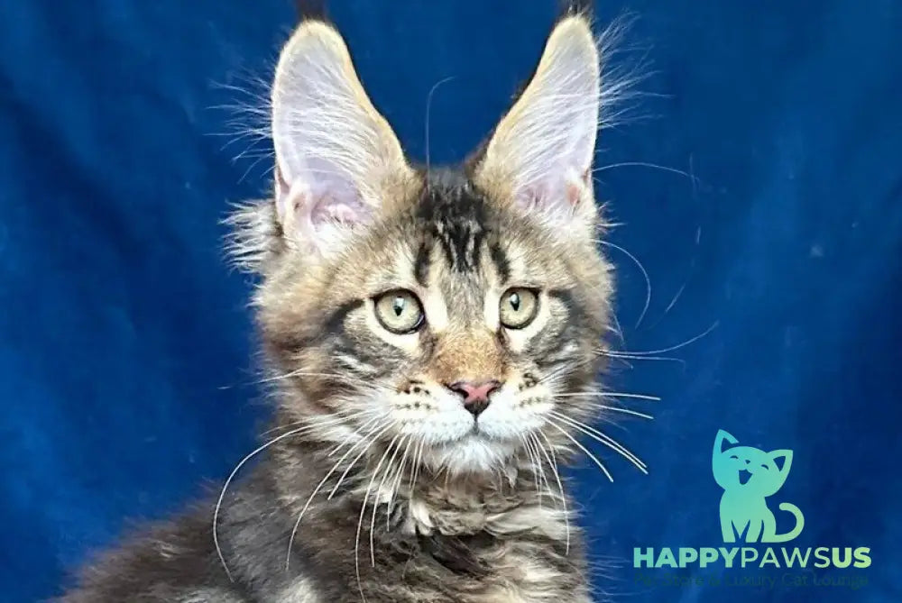 Vortex Maine Coon polydactyl male black silver tabby live animals