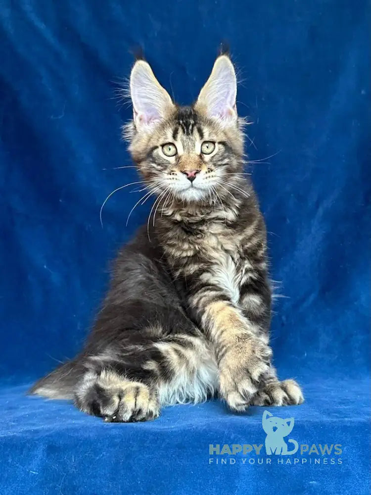 Vortex Maine Coon polydactyl male black silver tabby live animals