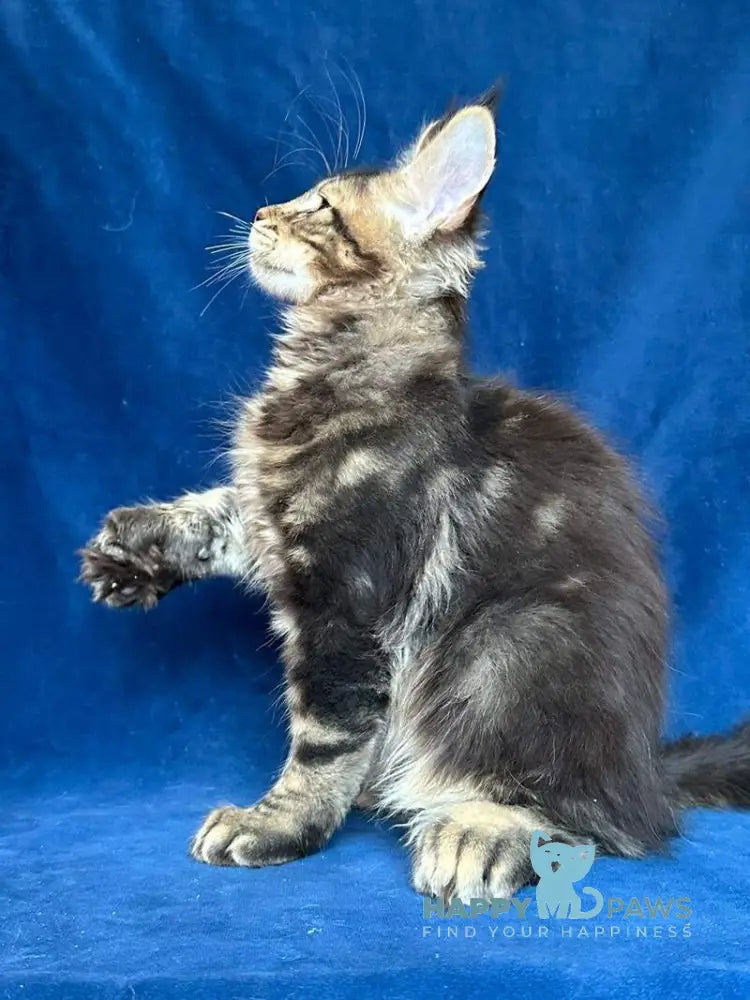 Vortex Maine Coon polydactyl male black silver tabby live animals