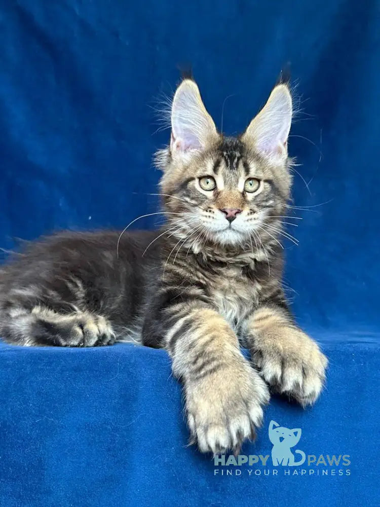 Vortex Maine Coon polydactyl male black silver tabby live animals