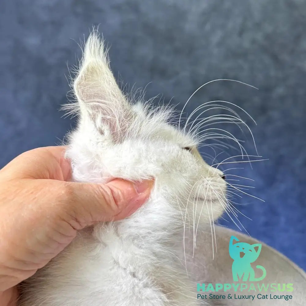 Voss Maine Coon male black silver shaded - live animals
