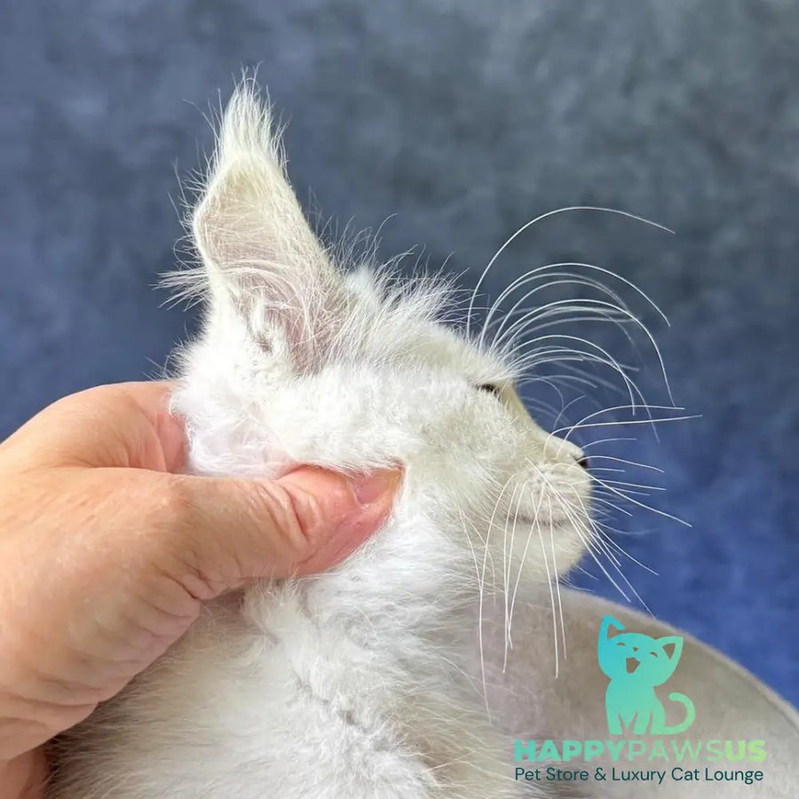 Voss Maine Coon male black silver shaded - live animals