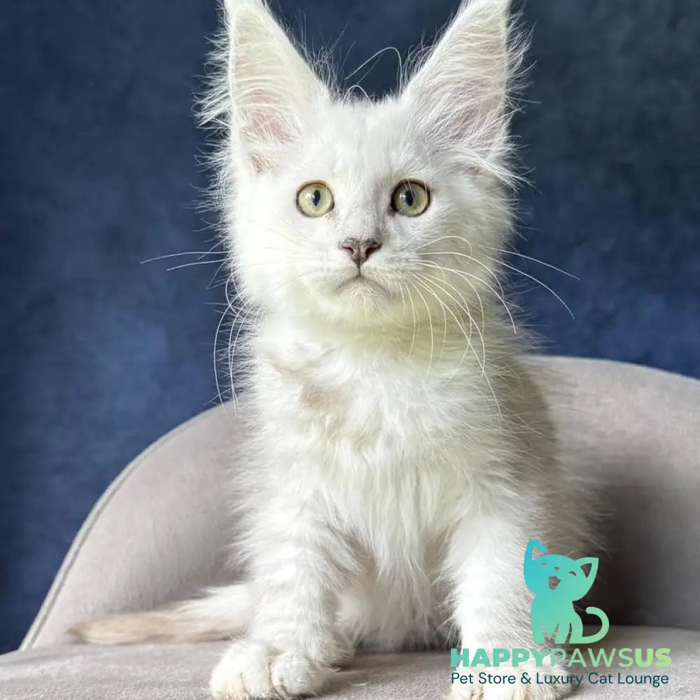 Voss Maine Coon male black silver shaded - live animals