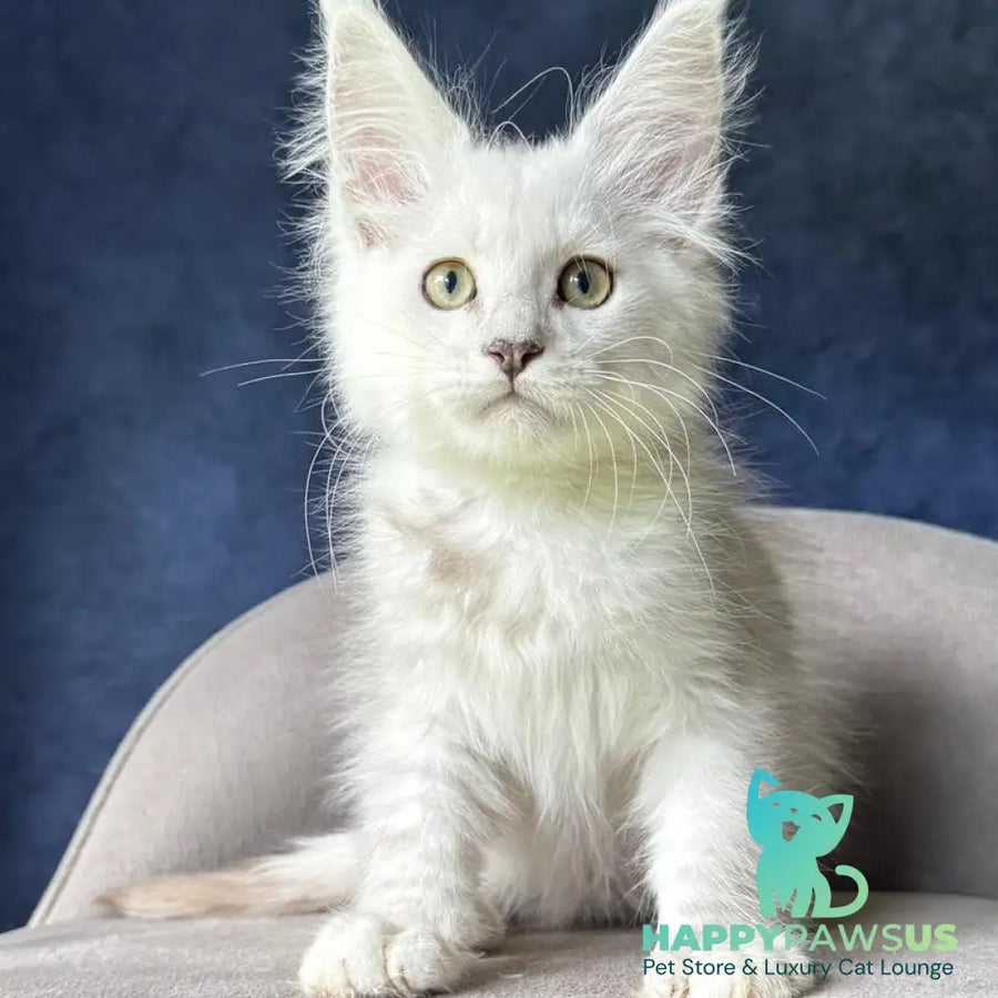 Voss Maine Coon male black silver shaded - live animals