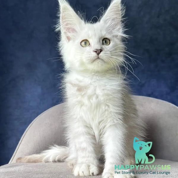 Voss Maine Coon male black silver shaded - live animals