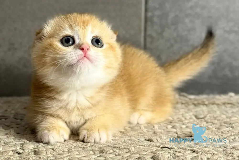 Vovik Scottish Fold male black golden chinchilla live animals
